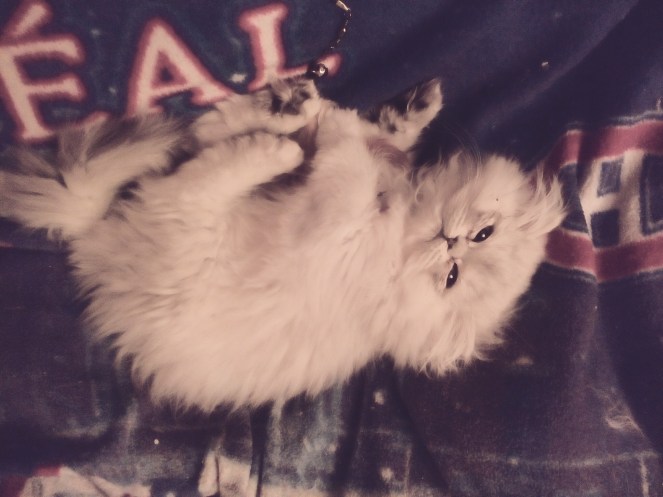 IMG_20160104_215725_530