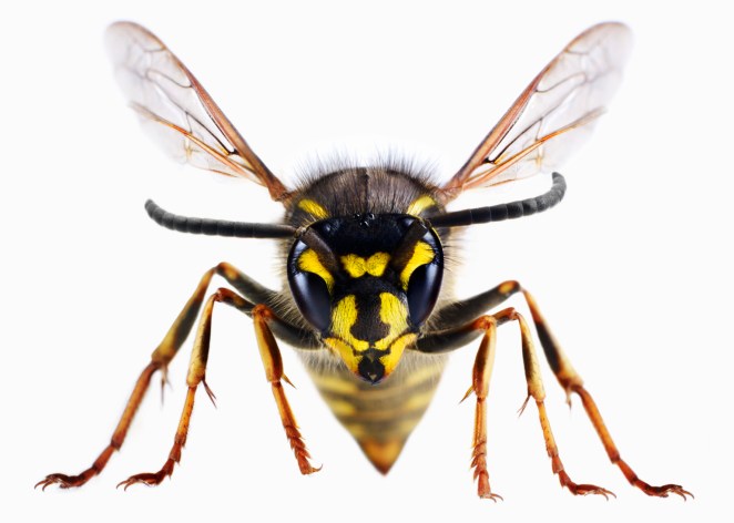 o-ANGRY-WASP-facebook