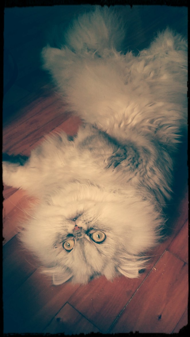 IMG_20160831_152947_495