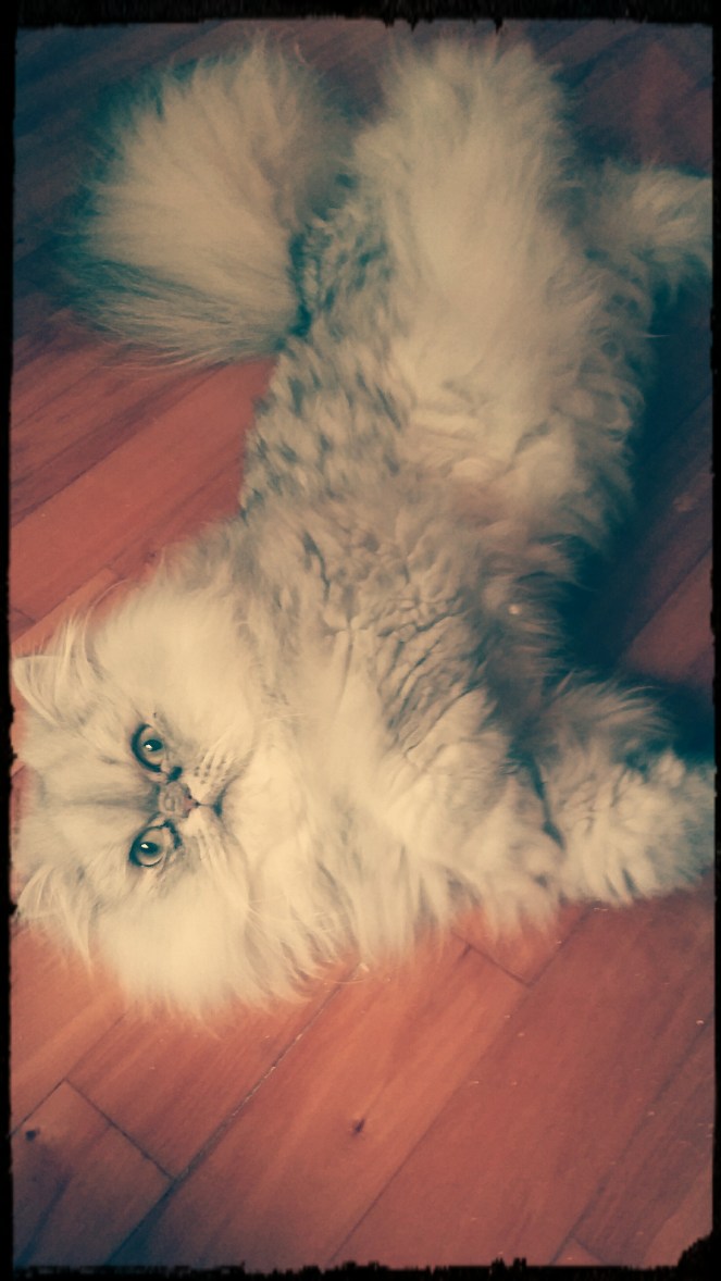 IMG_20160831_153008_743