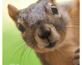 il_340x270-466616033_9rmn