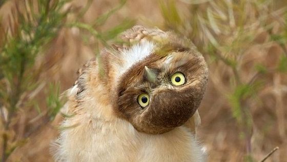 o_bufnita_curioasa_1