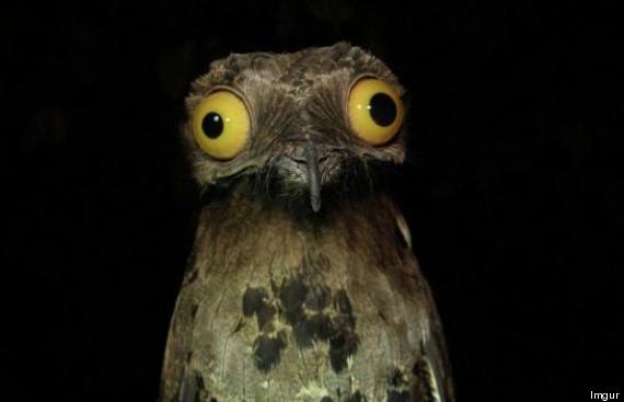 potoo-weird-funny-bird-big-eyes-stare