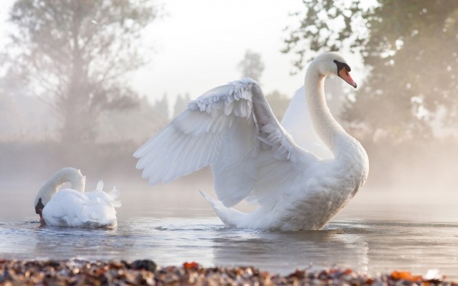cool-swan-bird-free-hd-wallpapers-download-04