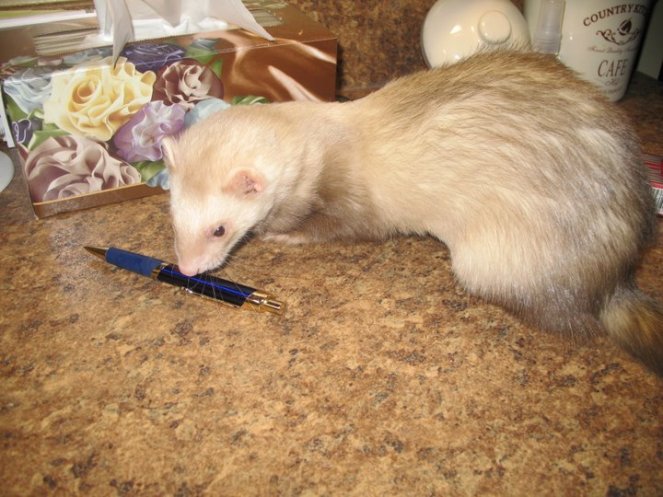 29520_400000251233_4352284_n