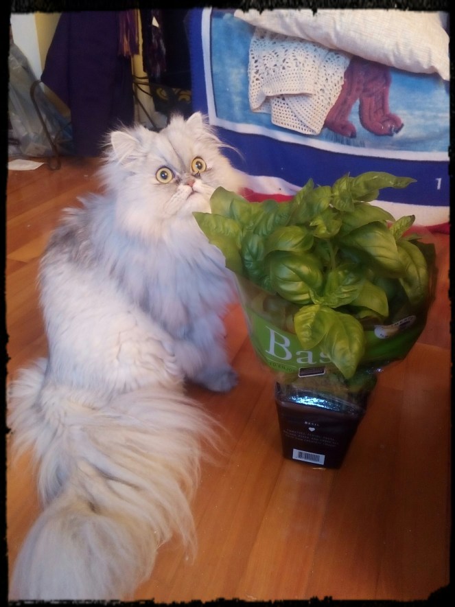 IMG_20170504_191525_165