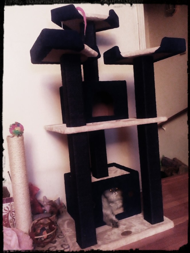 IMG_20170530_212606_602