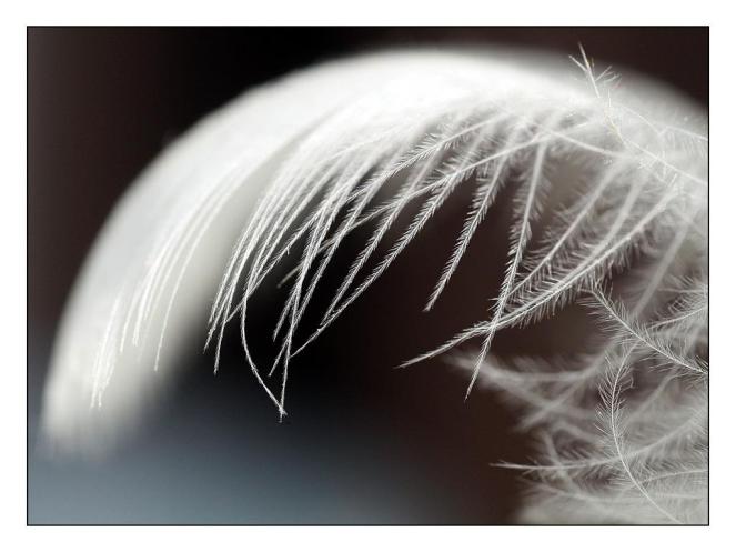 plume1