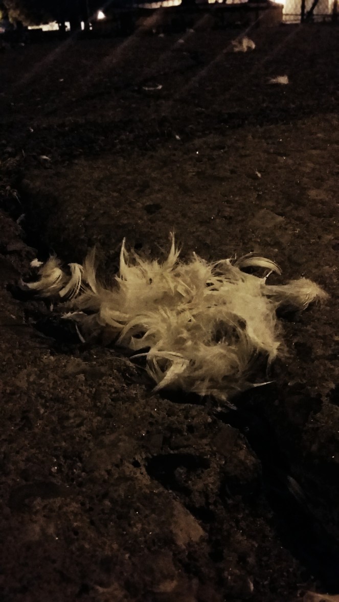 IMG_20171006_040858_215