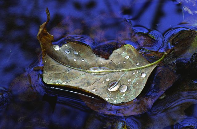 Leaf Floating In Still Blue Water, GSMNP, Tn