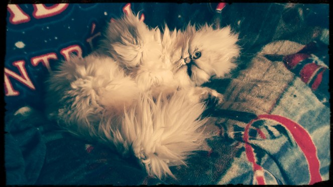 IMG_20180209_153117_767