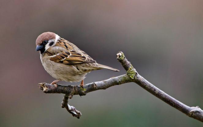 Tree_Sparrow-Moineau_friquet