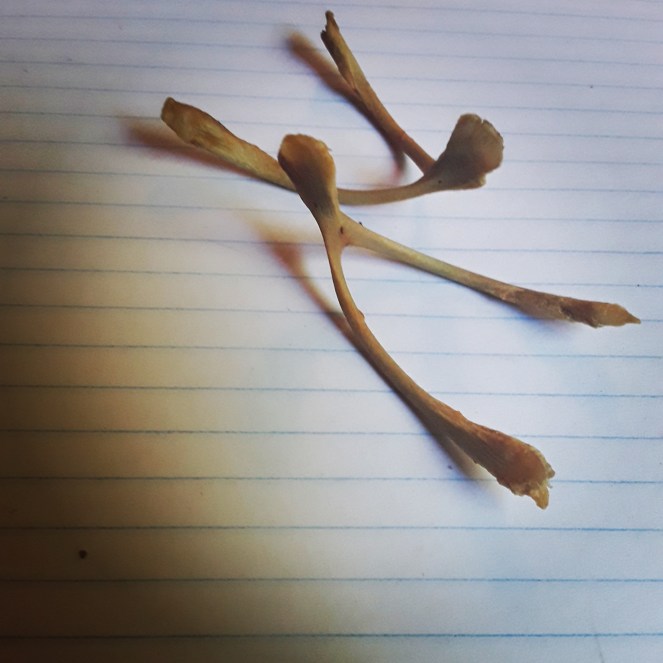 IMG_20180927_132656_760