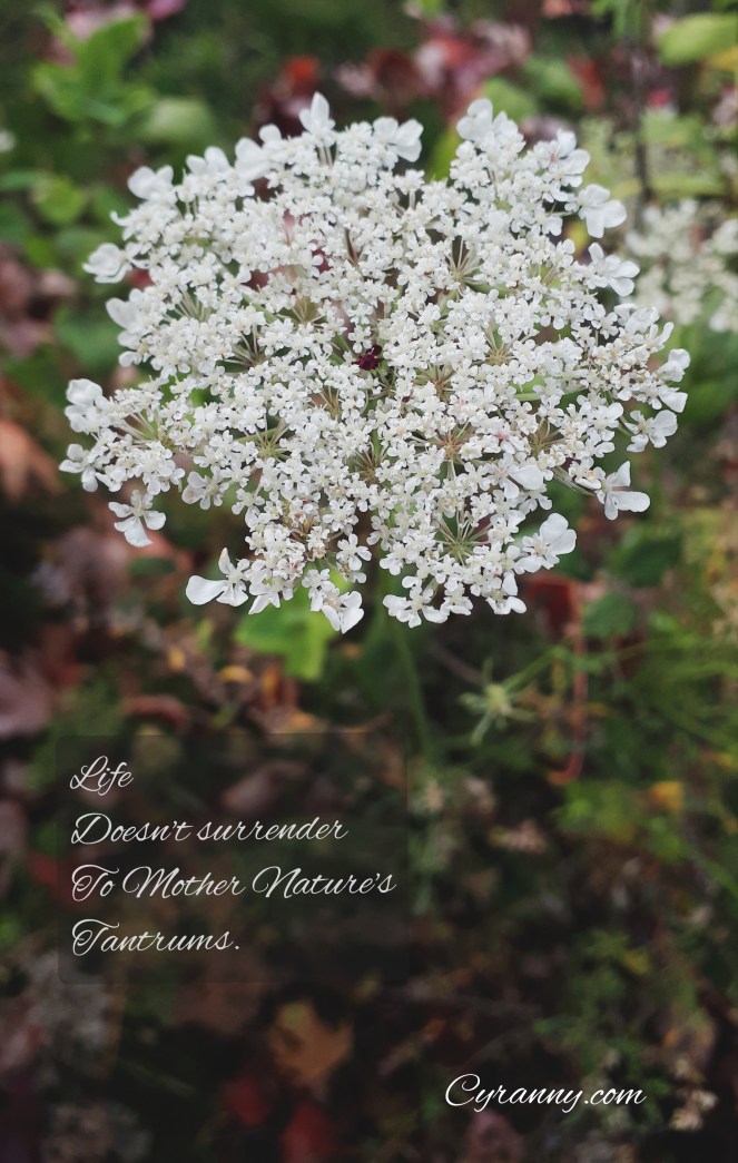 Polish_20201027_215511628