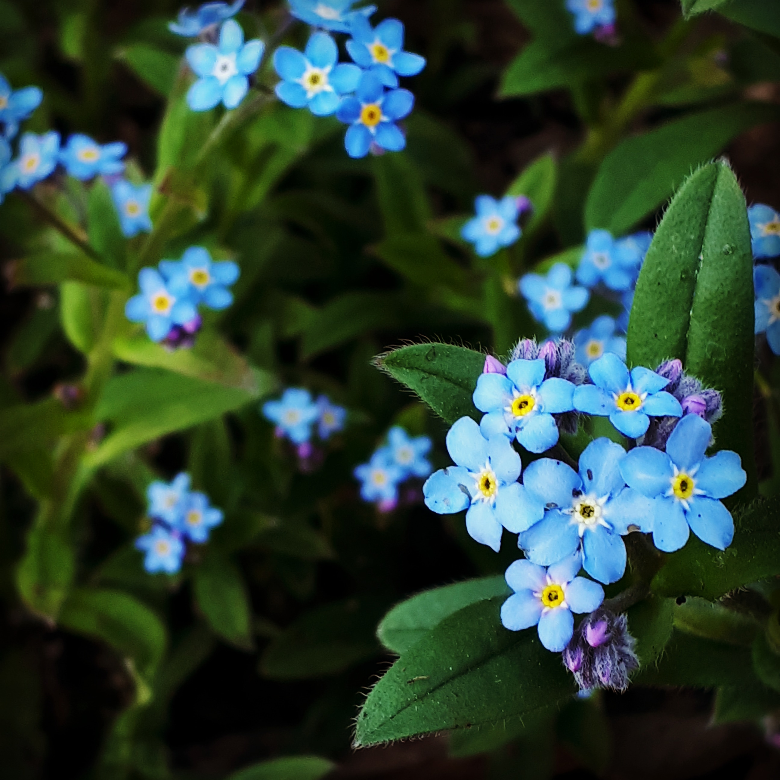 IMG_20200526_183059_507