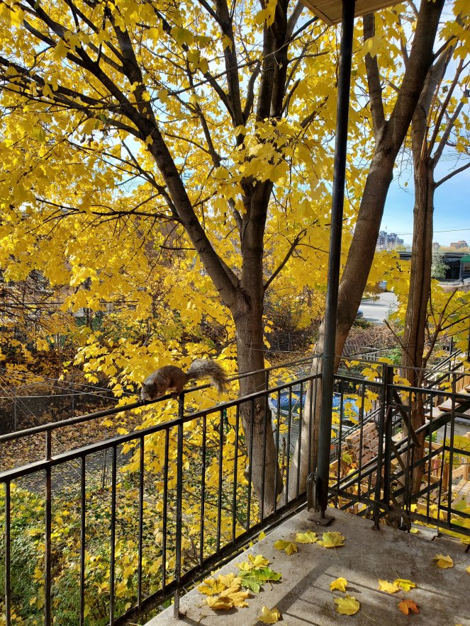 20211111_1239246449128039777107376