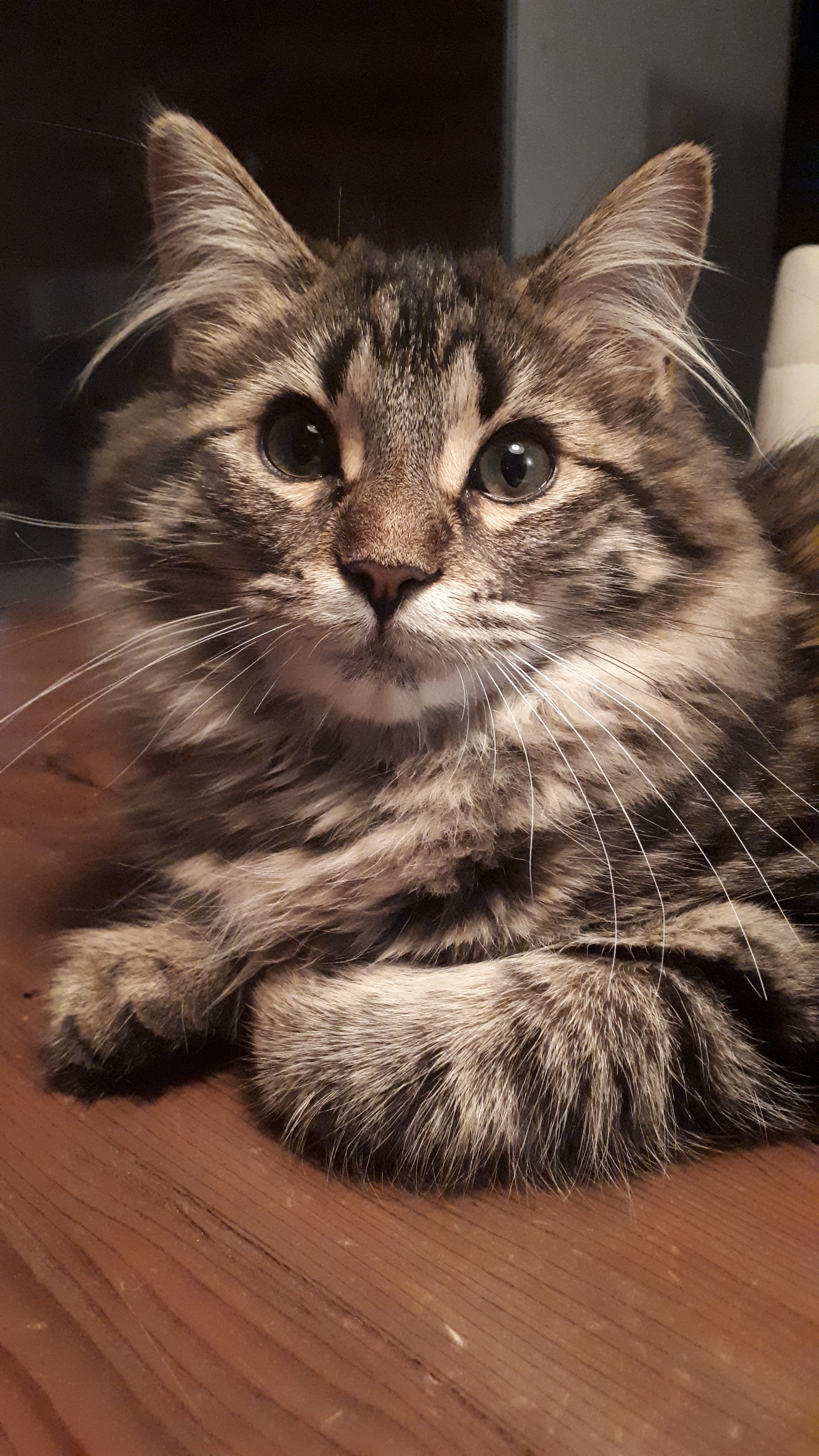 wp-16462481949161191112734003546550