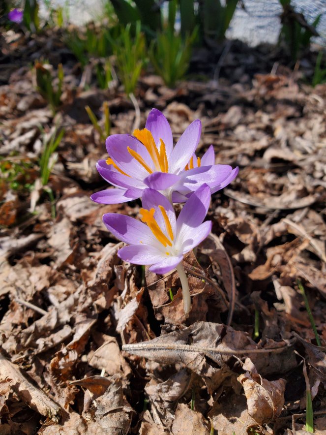 wp-1648943245399730211806759724800